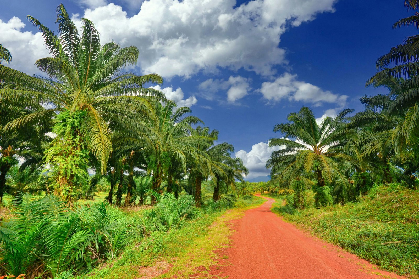 Kebon Sawit Dalam Kawasan Hutan